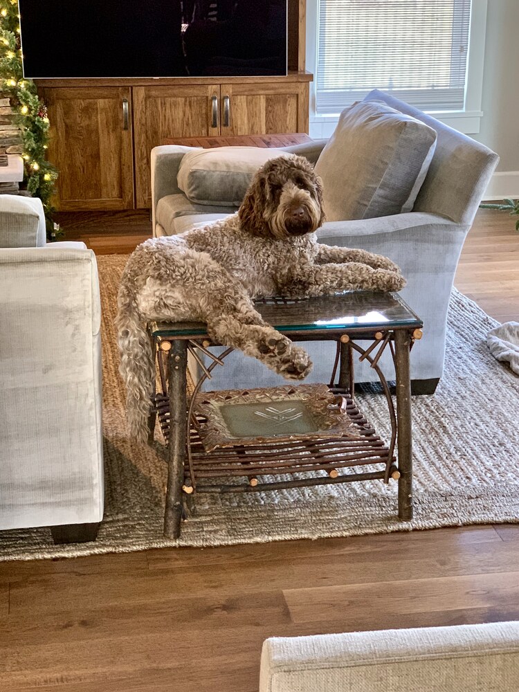 Cozy dog resting on side table in custom living room by Barbour Construction in Grand Beach, MI.